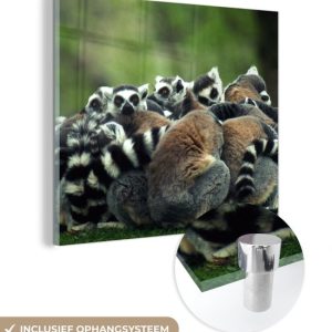 MuchoWow® Peinture sur verre 90×90 cm – Peinture sur verre – Singes – Lémuriens catta – Forêt – Photo sur verre acrylique – Peintures MuchoWow® Peinture sur verre 90×90 cm – Peinture sur verre – Singes – Lémuriens catta – Forêt – Photo sur verre acrylique – Peintures
