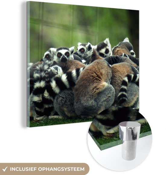 MuchoWow® Peinture sur verre 90x90 cm - Peinture sur verre - Singes - Lémuriens catta - Forêt - Photo sur verre acrylique - Peintures