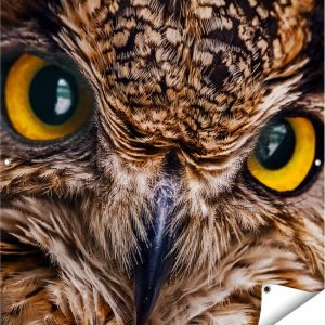 Gards Poster de jardin Tête de hibou aux yeux jaunes – Chouette – 100×100 cm – Toile de jardin – Décoration de jardin – Décoration murale extérieure – Peinture de jardin Gards Poster de jardin Tête de hibou aux yeux jaunes – Chouette – 100×100 cm – Toile de jardin – Décoration de jardin – Décoration murale extérieure – Peinture de jardin