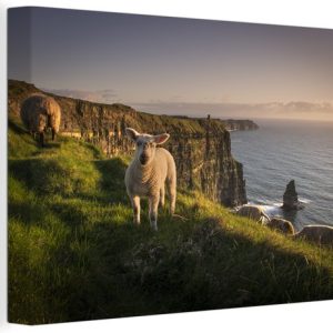 Mouton sur les falaises de Moher toile 2cm 30×20 cm – petit – Tirage photo sur toile (Décoration murale salon / chambre) Mouton sur les falaises de Moher toile 2cm 30×20 cm – petit – Tirage photo sur toile (Décoration murale salon / chambre)