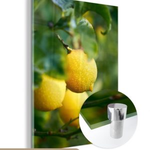 MuchoWow® Peinture sur verre 90×120 cm – Peinture sur verre acrylique – Agrumes mûrs sur un arbre – Photo sur verre – Peintures MuchoWow® Peinture sur verre 90×120 cm – Peinture sur verre acrylique – Agrumes mûrs sur un arbre – Photo sur verre – Peintures