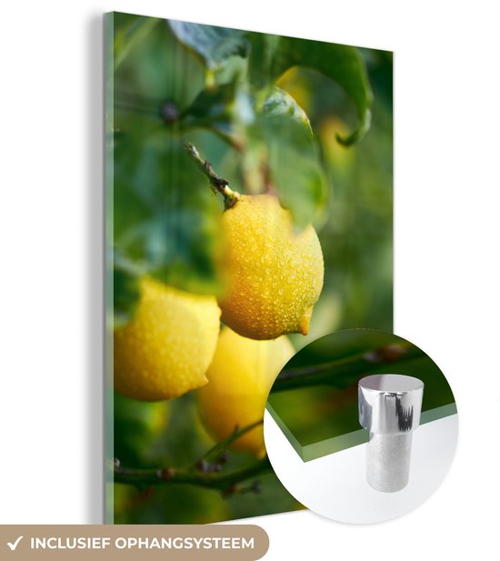 MuchoWow® Peinture sur verre 90x120 cm - Peinture sur verre acrylique - Agrumes mûrs sur un arbre - Photo sur verre - Peintures