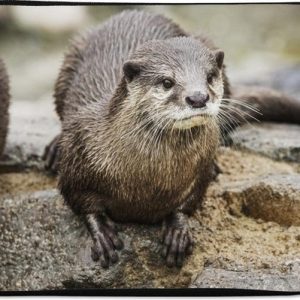Housse pour ordinateur portable 13 pouces – Loutre – Pierre – Water – Housse pour ordinateur portable Housse pour ordinateur portable 13 pouces – Loutre – Pierre – Water – Housse pour ordinateur portable