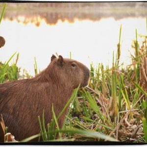 Housse ordinateur 13 pouces 34×24 cm – Capybara – Housse Macbook & Laptop A Capybara entre les roseaux hauts – Housse ordinateur portable avec photo