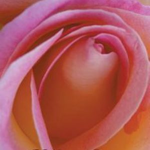 I Have a Dream Parfum des roses de la Life I Have a Dream Parfum des roses de la Life