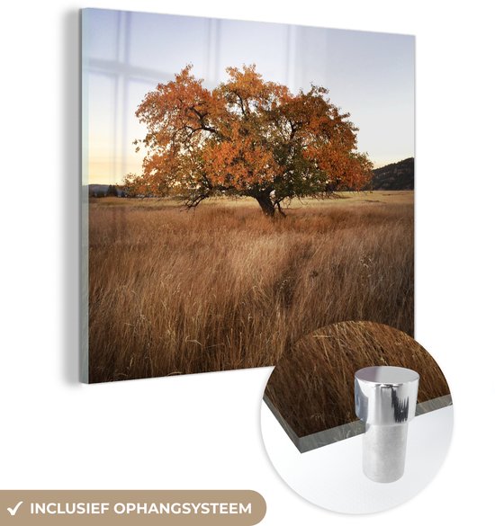 MuchoWow® Peinture sur Verre - Pommier - Automne - Prairie - 90x90 cm - Peintures sur Verre Acrylique - Photo sur Glas