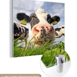 MuchoWow® Peinture sur verre 50×50 cm – Peinture sur verre – Vache – Ferme – Herbe – Animaux – Photo sur verre acrylique – Peintures MuchoWow® Peinture sur verre 50×50 cm – Peinture sur verre – Vache – Ferme – Herbe – Animaux – Photo sur verre acrylique – Peintures