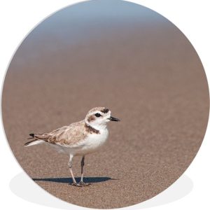 Gros plan d’une assiette en plastique de cercle Kentish Plover Wall ⌀ 120 cm / Sea and Beach – tirage photo sur cercle mural / cercle vivant (décoration murale) XXL / Groot format! Gros plan d’une assiette en plastique de cercle Kentish Plover Wall ⌀ 120 cm / Sea and Beach – tirage photo sur cercle mural / cercle vivant (décoration murale) XXL / Groot format!