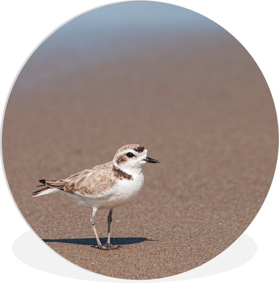 Gros plan d'une assiette en plastique de cercle Kentish Plover Wall ⌀ 120 cm / Sea and Beach - tirage photo sur cercle mural / cercle vivant (décoration murale) XXL / Groot format!