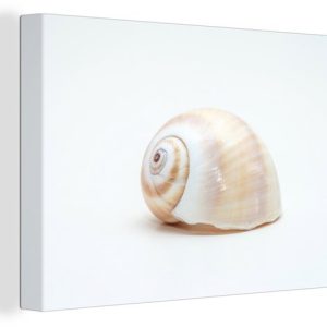 Gros plan coquillage sur toile fond uni 2cm 120×80 cm – Tirage photo sur toile (Décoration murale salon / chambre) Gros plan coquillage sur toile fond uni 2cm 120×80 cm – Tirage photo sur toile (Décoration murale salon / chambre)