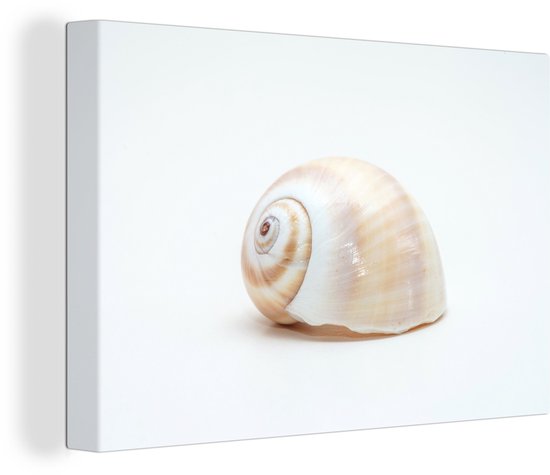 Gros plan coquillage sur toile fond uni 2cm 120x80 cm - Tirage photo sur toile (Décoration murale salon / chambre)