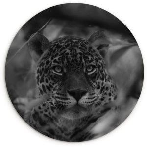 Jaguar dans la forêt tropicale de la Bolivia – feuille de plastique cercle mur carré blanc noir Jaguar dans la forêt tropicale de la Bolivia – feuille de plastique cercle mur carré blanc noir