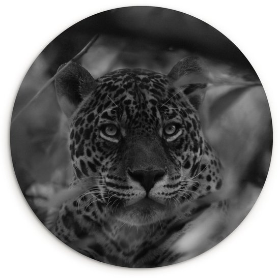 Jaguar dans la forêt tropicale de la Bolivia - feuille de plastique cercle mur carré blanc noir