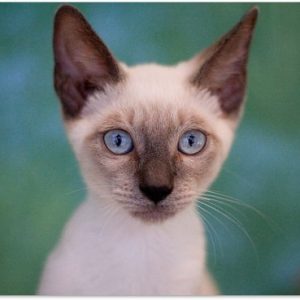 Image en gros plan d’un Poster Siamois 180×120 cm – Tirage photo sur Poster (décoration murale salon / chambre) / Poster Animaux domestiques XXL / Groot format! Image en gros plan d’un Poster Siamois 180×120 cm – Tirage photo sur Poster (décoration murale salon / chambre) / Poster Animaux domestiques XXL / Groot format!