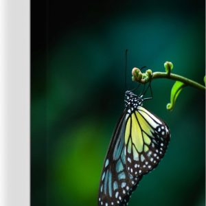 Gros plan papillon sur une toile branche 2cm 120×180 cm – Tirage photo sur toile (Décoration murale salon / chambre) / Animaux sauvages Peintures sur toile XXL / Groot format!