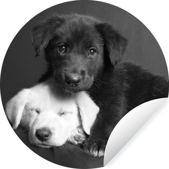MuchoWow - Papier peint cercle - Papier peint autocollant - Animaux - Chiens - Puppy - Zwart - Wit - 140x140 cm - Papier peint cercle pépinière - Papier peint cercle - Papier peint autocollant