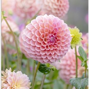 Groupe avec papier pour affiche de dahlias