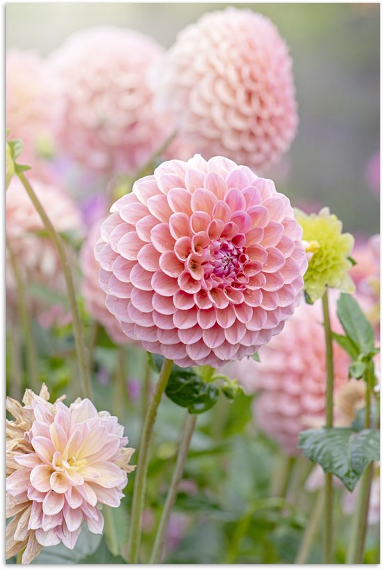 Groupe avec papier pour affiche de dahlias