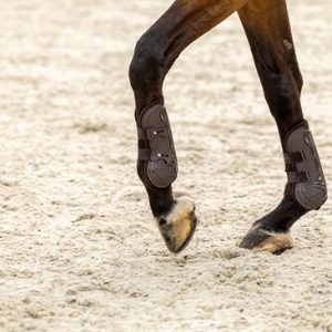 Guêtres protège-tendons Horsegear Horsegear Hgprotection Marron Guêtres protège-tendons Horsegear Horsegear Hgprotection Marron