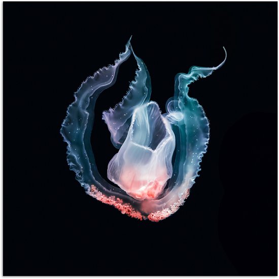 Poster Méduse – Blauw – Rose – 30×30 cm
