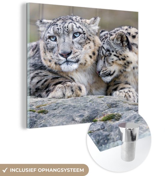 MuchoWow® Peinture sur Verre - Léopards des Neiges - Pierres - Portrait - 90x90 cm - Peintures sur Verre Acrylique - Photo sur Glas