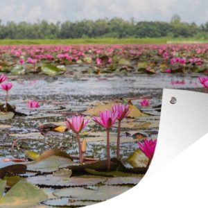 Nénuphars roses dans un étang 180×120 cm XXL / Groot format! Nénuphars roses dans un étang 180×120 cm XXL / Groot format!