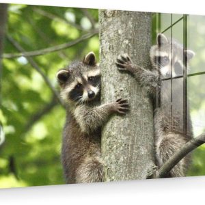 MuchoWow® Peinture sur verre 150×100 cm – Peinture sur verre acrylique – Raton laveur – Arbre – Feuilles – Photo sur verre – Peintures MuchoWow® Peinture sur verre 150×100 cm – Peinture sur verre acrylique – Raton laveur – Arbre – Feuilles – Photo sur verre – Peintures