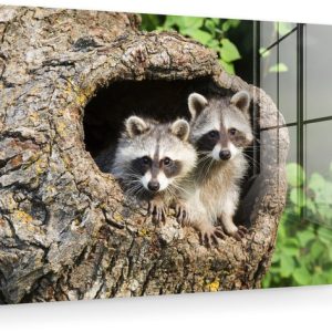 MuchoWow® Peinture sur verre 120×80 cm – Peinture acrylique sur verre – Raton laveur – Bébé – Arbre – Photo sur verre – Peintures