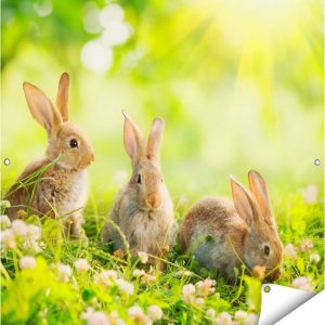 Gards Affiche de jardin Trois Lapins sur l’herbe au soleil – 100×100 cm – Toile jardin – Décoration de jardin – Décoration murale extérieur – Tableau jardin Gards Affiche de jardin Trois Lapins sur l’herbe au soleil – 100×100 cm – Toile jardin – Décoration de jardin – Décoration murale extérieur – Tableau jardin