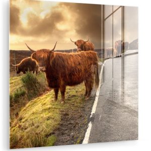 MuchoWow® Peinture sur verre – Highlanders écossais – Ciel – Route – 50×50 cm – Peintures sur verre acrylique – Photo sur Glas MuchoWow® Peinture sur verre – Highlanders écossais – Ciel – Route – 50×50 cm – Peintures sur verre acrylique – Photo sur Glas