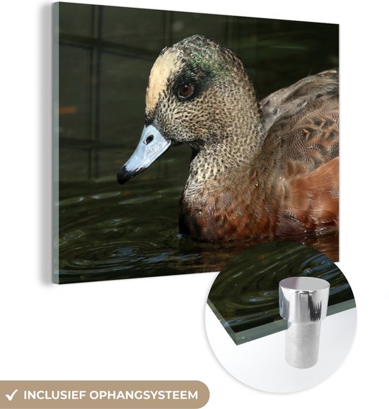 Gros plan d'un canard d'Amérique mâle en nageant Plexiglas 40x30 cm - petit - Tirage photo sur Glas (décoration murale en plexiglas)