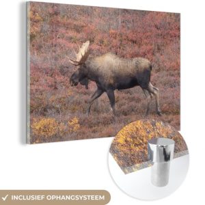 MuchoWow® Peinture sur Verre – Moose on Heath – 150×100 cm – Peintures sur Verre Acrylique – Photo sur Glas MuchoWow® Peinture sur Verre – Moose on Heath – 150×100 cm – Peintures sur Verre Acrylique – Photo sur Glas