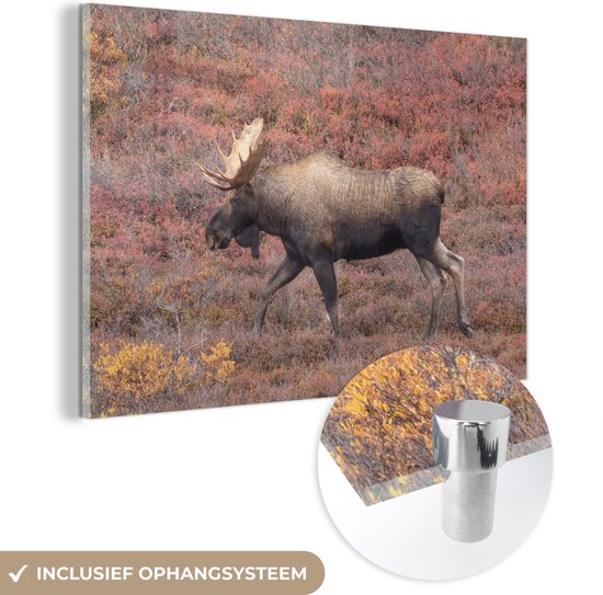 MuchoWow® Peinture sur Verre - Moose on Heath - 150x100 cm - Peintures sur Verre Acrylique - Photo sur Glas