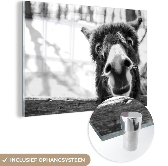 MuchoWow® Peinture sur Verre - Âne Curieux - noir et blanc - 120x80 cm - Peintures sur Verre Acrylique - Photo sur Glas