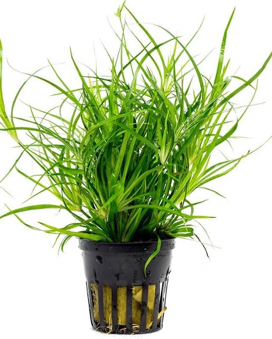 Moerings Juncus Repens en pot de 5 cm