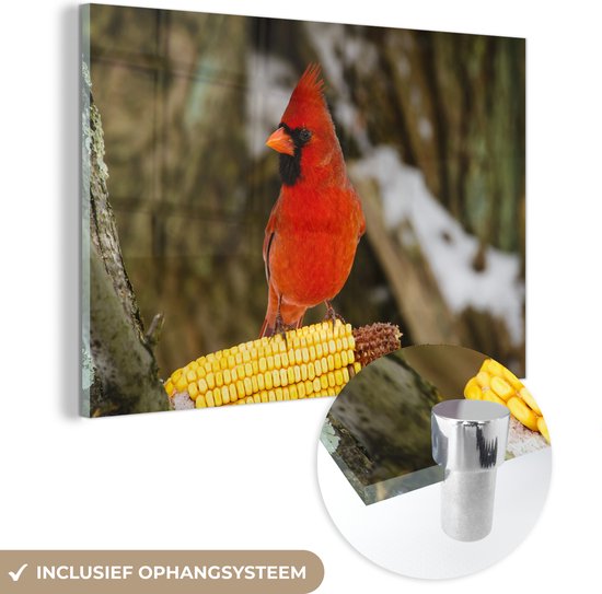 MuchoWow® Peinture sur verre 120x80 cm - Peinture sur verre acrylique - Cardinal rouge assis sur un morceau de maïs - Photo sur verre - Peintures