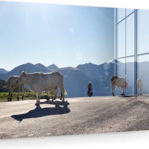 MuchoWow® Peinture sur verre – Highlander écossais – Lumière – Berg – Nature – 60×40 cm – Peintures sur verre acrylique – Photo sur Glas MuchoWow® Peinture sur verre – Highlander écossais – Lumière – Berg – Nature – 60×40 cm – Peintures sur verre acrylique – Photo sur Glas