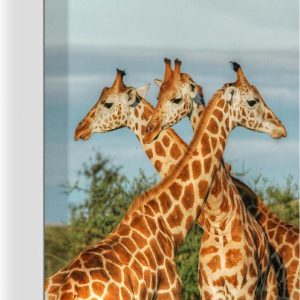 Girafes en Ouganda sur toile 80×120 cm – Tirage photo sur toile (Décoration murale salon / chambre) / Peintures sur toile Animaux Girafes en Ouganda sur toile 80×120 cm – Tirage photo sur toile (Décoration murale salon / chambre) / Peintures sur toile Animaux