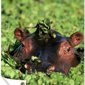 Hippopotame en laitue d’eau Affiche de jardin 100×200 cm – Toile de jardin / Toile d’extérieur / Peintures d’extérieur (décoration de jardin) XXL / Groot format! Hippopotame en laitue d’eau Affiche de jardin 100×200 cm – Toile de jardin / Toile d’extérieur / Peintures d’extérieur (décoration de jardin) XXL / Groot format!