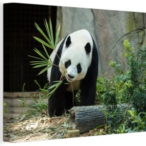 Grande toile panda 180×120 cm – Tirage photo sur toile (Décoration murale salon / chambre) / Animaux Peintures sur toile XXL / Grand format! Grande toile panda 180×120 cm – Tirage photo sur toile (Décoration murale salon / chambre) / Animaux Peintures sur toile XXL / Grand format!