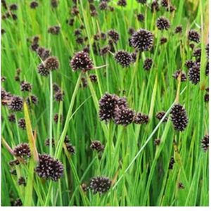 Juncus ensifolius de Moering | Jonc nain | Dans un panier de 18 cm prêt à l’emploi