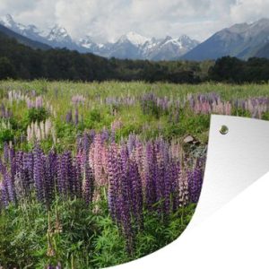 Lupine dans le parc national de Fiordland 90×60 cm Lupine dans le parc national de Fiordland 90×60 cm