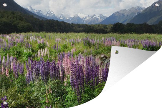 Lupine dans le parc national de Fiordland 90x60 cm