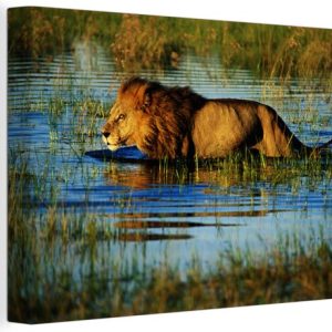 Lion dans l’eau du Delta de l’Okavango au Botswana Toile 180×120 cm – Tirage photo sur Toile (Décoration murale salon / chambre) XXL / Groot format! Lion dans l’eau du Delta de l’Okavango au Botswana Toile 180×120 cm – Tirage photo sur Toile (Décoration murale salon / chambre) XXL / Groot format!