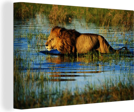 Lion dans l'eau du Delta de l'Okavango au Botswana Toile 180x120 cm - Tirage photo sur Toile (Décoration murale salon / chambre) XXL / Groot format!