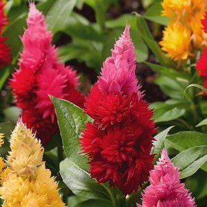 Graines de Célosie Plumosa Mélange Ice Cream Celosia Argentea Annuelle