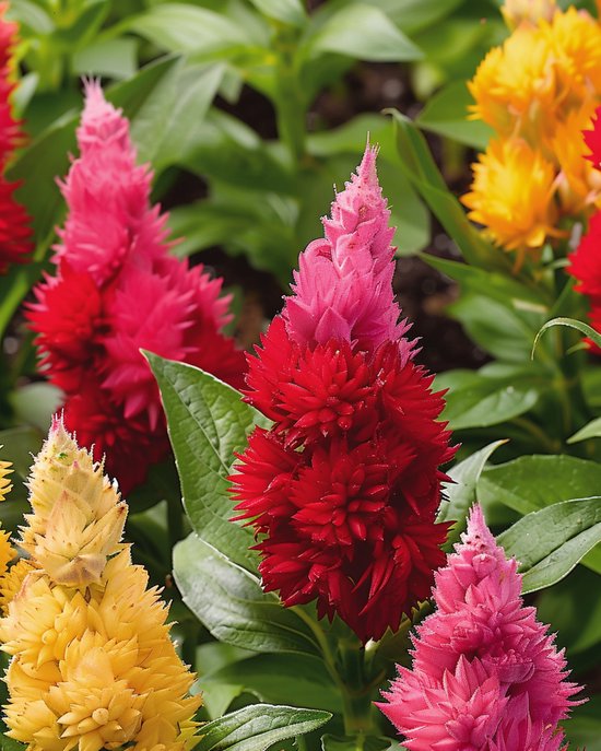 Graines de Célosie Plumosa Mélange Ice Cream Celosia Argentea Annuelle