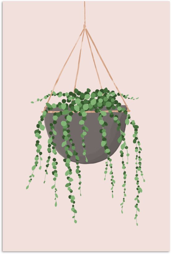 Illustration d'une plante de pois suspendue sur fond rose 20x30 cm - petite