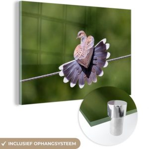 MuchoWow® Peinture sur verre 150×100 cm – Peinture sur verre acrylique – Tourterelle – Ressorts – Vogel – Photo sur verre – Peintures MuchoWow® Peinture sur verre 150×100 cm – Peinture sur verre acrylique – Tourterelle – Ressorts – Vogel – Photo sur verre – Peintures