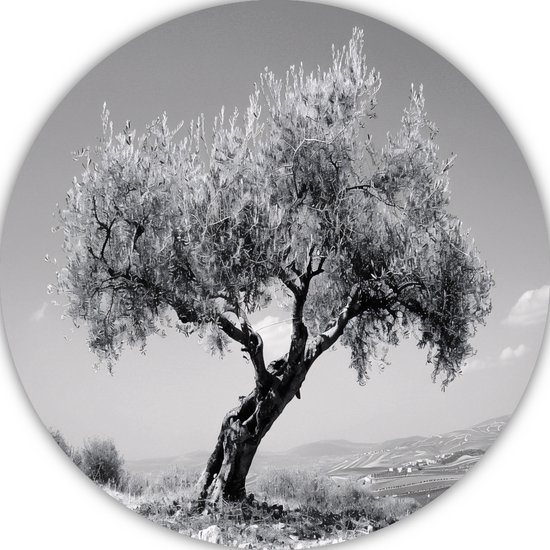Panneau mural Olijfboom - Cercles muraux nature - Cercles muraux paysage - Tableaux classiques - Décoration murale ronde - Décoration murale murale Forex cercle 90x90 cm